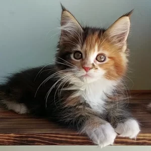 Buy Flo Maine Coon kitten