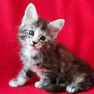 Buy Bubochka Maine Coon kitten