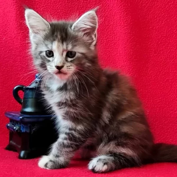 Buy Bubochka Maine Coon kitten