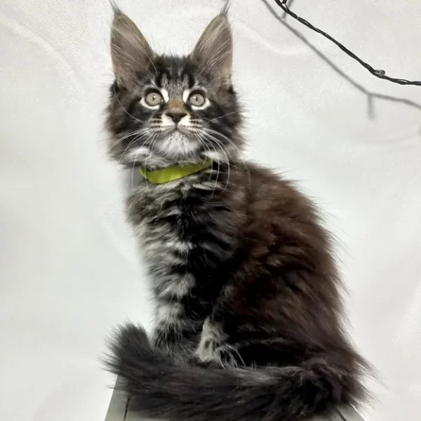 Buy Chari Maine Coon kitten