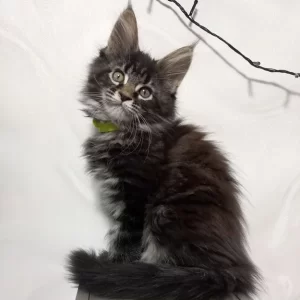 Buy Chari Maine Coon kitten