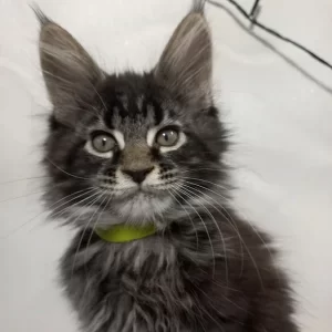 Buy Chari Maine Coon kitten