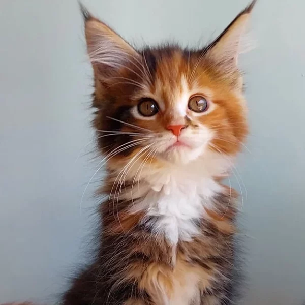 Buy Flo Maine Coon kitten