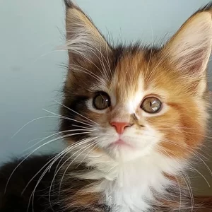 Buy Flo Maine Coon kitten